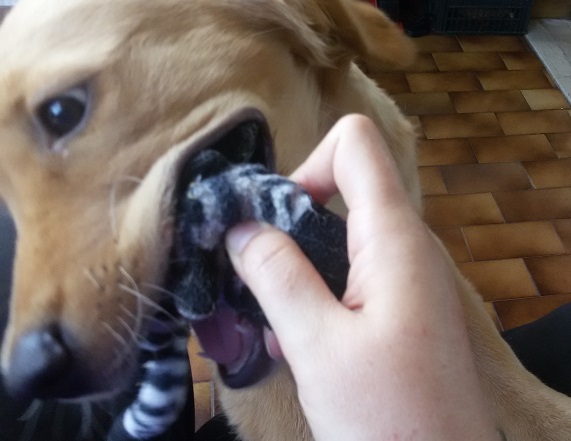 fotokappamorde