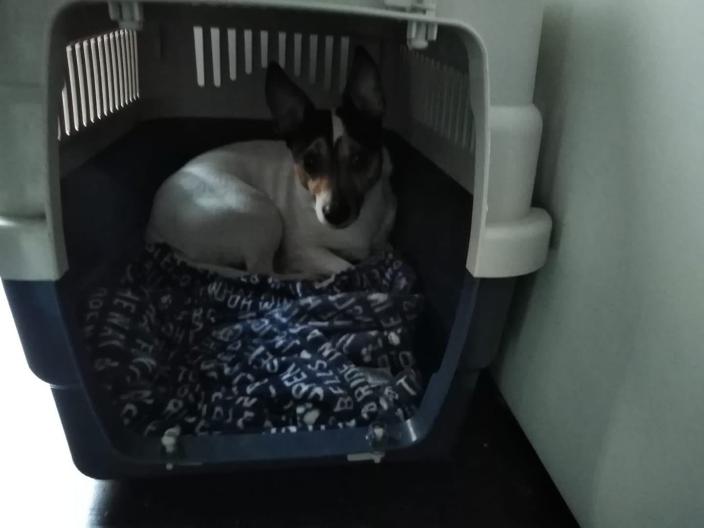 judykennel