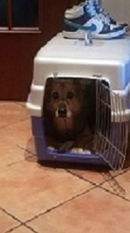 kennel1